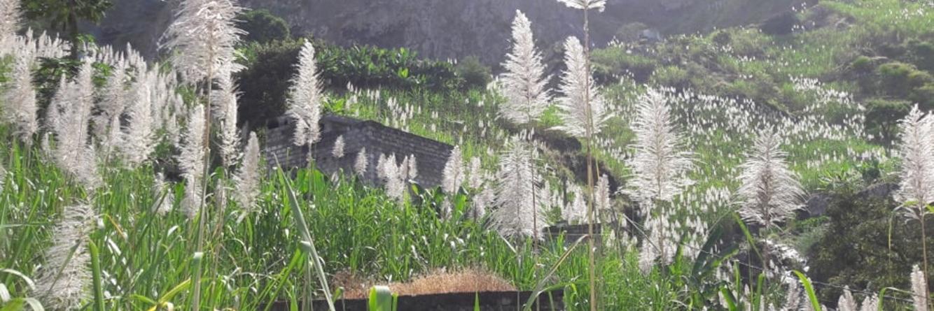 Brigitte Remacle banner