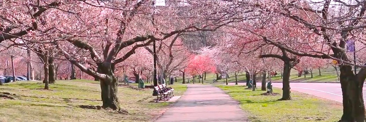 New Jersey Patch banner