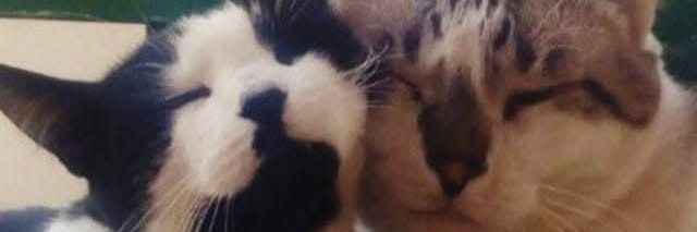 𝓐𝓵𝓮𝓼𝓼𝓪𝓷𝓭𝓻𝓪🐩 banner
