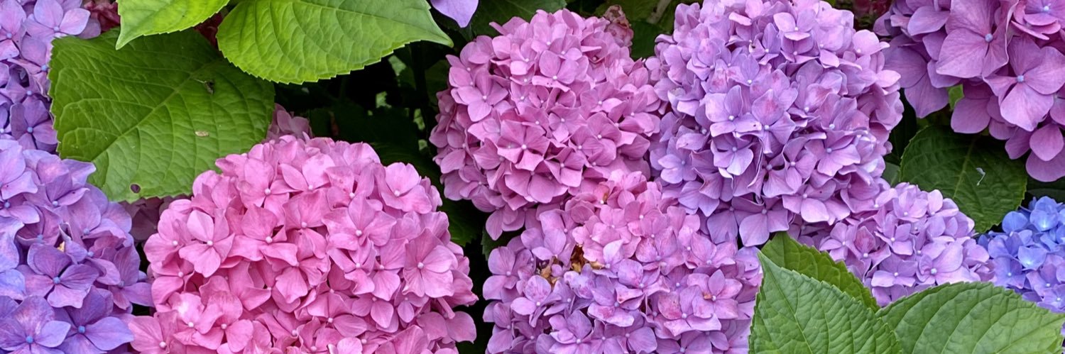 SamAMcDonald2's profile banner image
