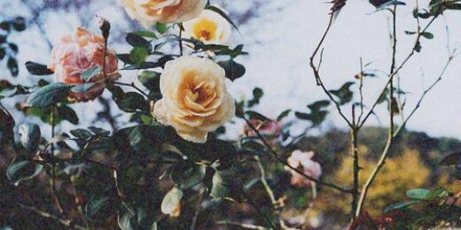 LuisaMoraleida's profile banner image