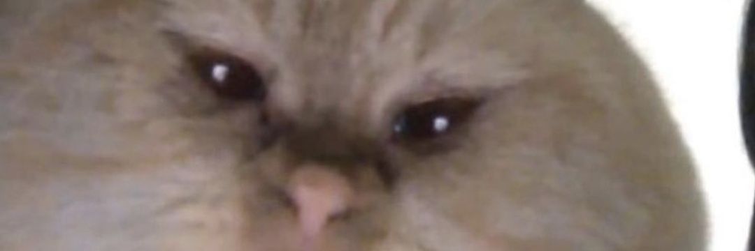 Octochat's profile banner image