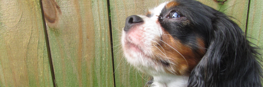 ArcadiusDog's profile banner image