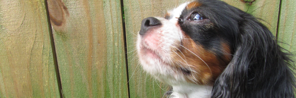 ArcadiusDog Profile Banner