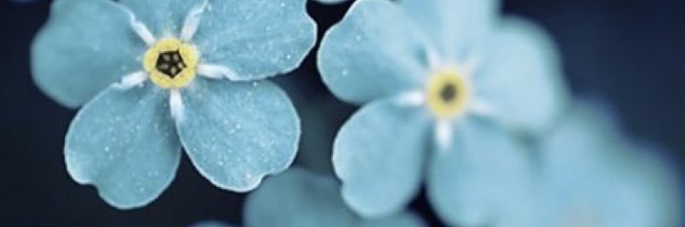 Julieta Salom banner