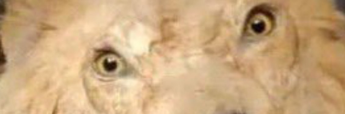 homeslice 🫳🏾 banner