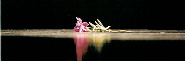 lorispee's profile banner image