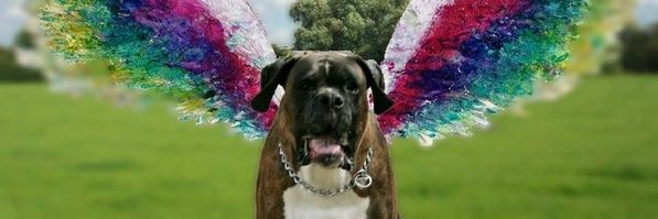 sunsetbeachluvr's profile banner image