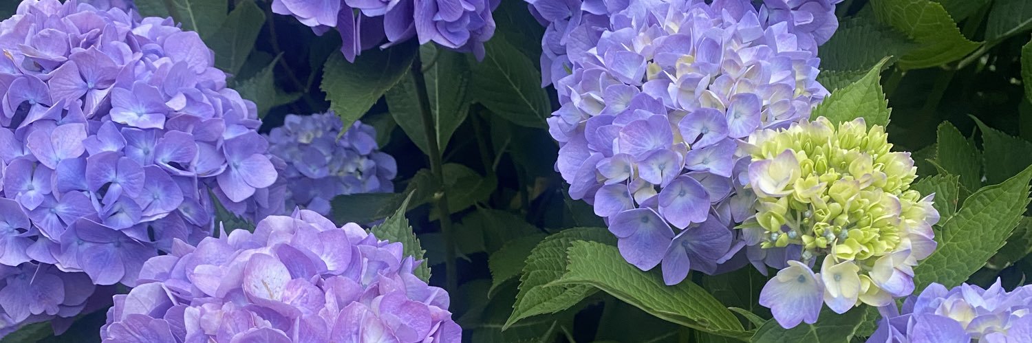 stephi_jones's profile banner image