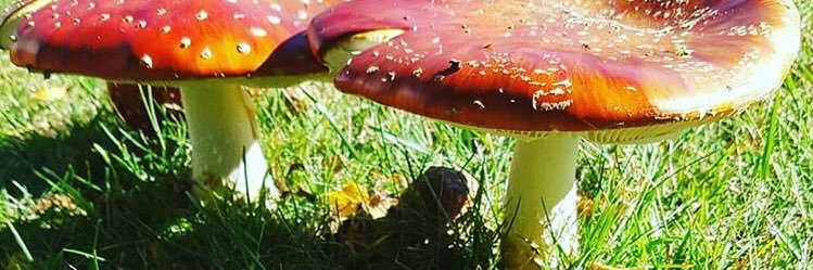 katgurl72's profile banner image
