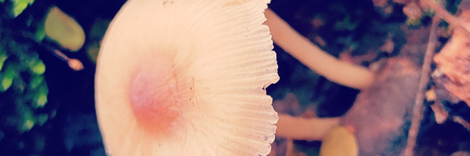celotti's profile banner image