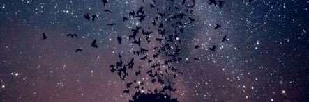 iraanas_'s profile banner image