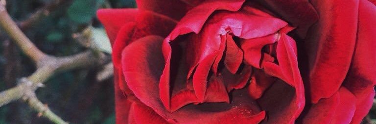 Lexi1DGirl's profile banner image