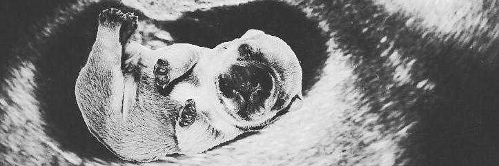 felix_frenchie's profile banner image