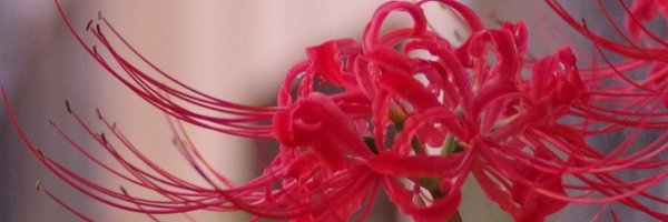 km0910 Profile Banner