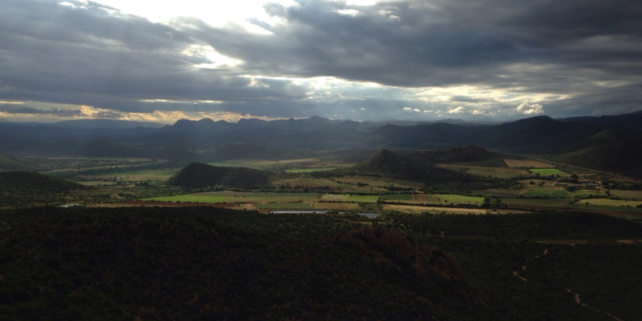 Wicus Schoeman banner
