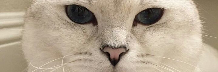 nidaul_'s profile banner image