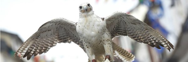 Diss_Express Profile Banner