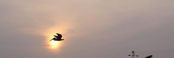 Damhe_Cool Profile Banner