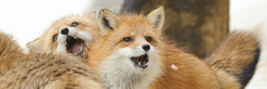 Kitsune156's profile banner image