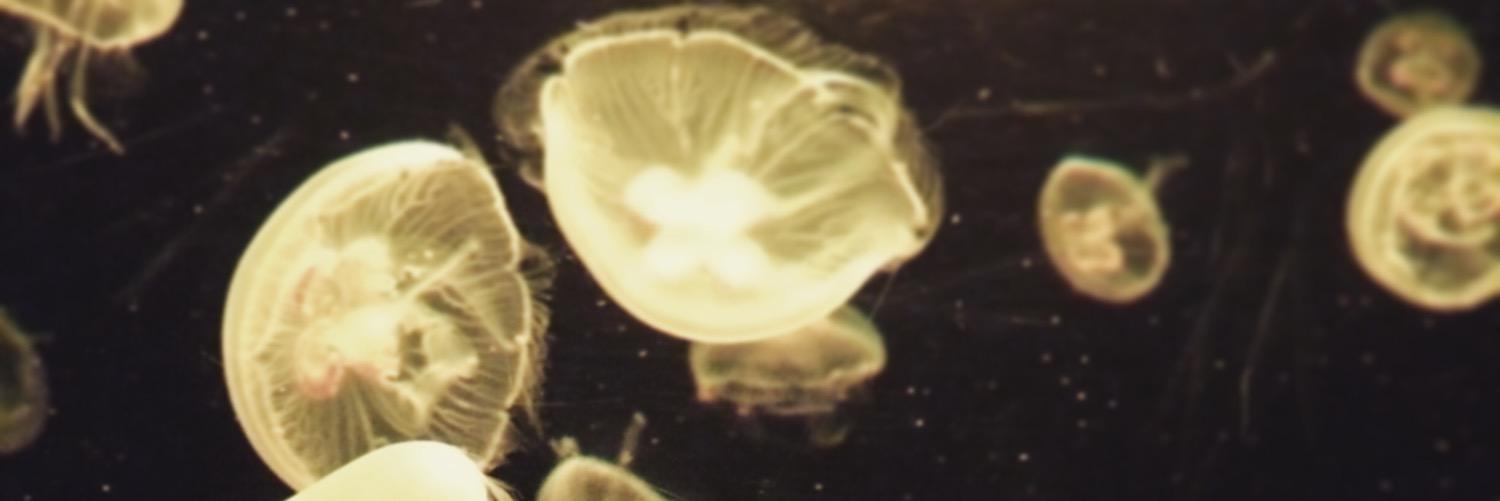 pea72btr's profile banner image
