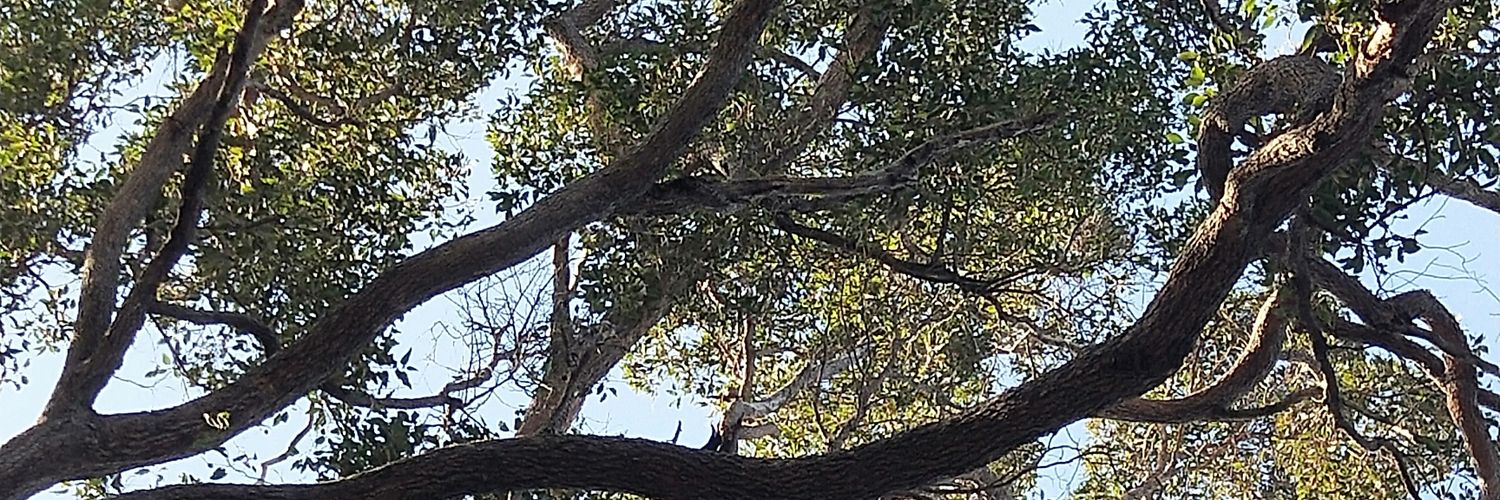Rabbitbrew's profile banner image