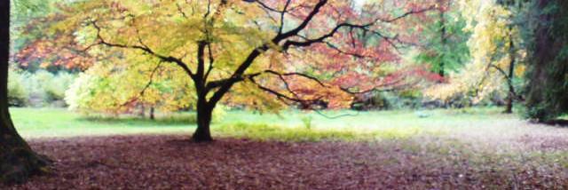 AlicePerrett's profile banner image