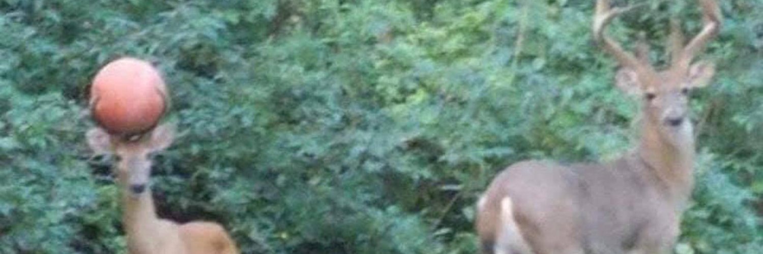 Mishashia20's profile banner image