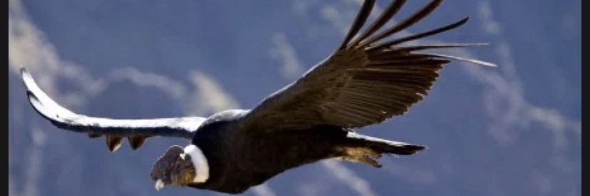 Sergio Rocha Marin 🇨🇱 banner