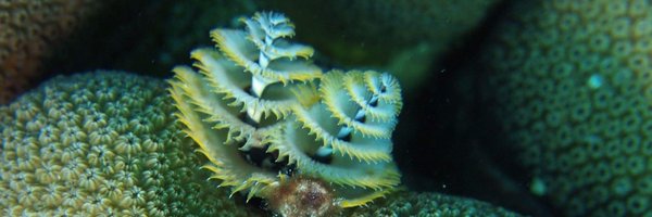 iwan2bleiv Profile Banner