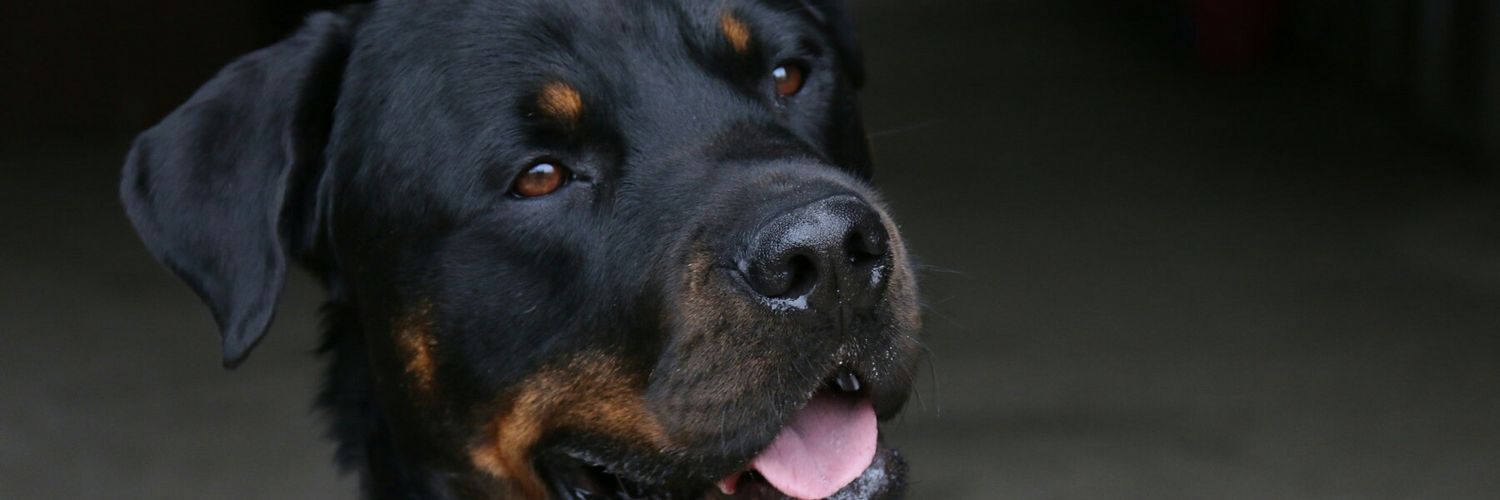 maisy05's profile banner image