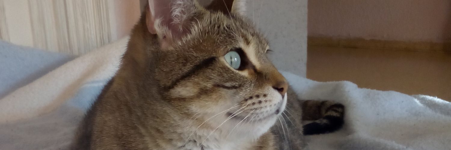 mariaviise's profile banner image
