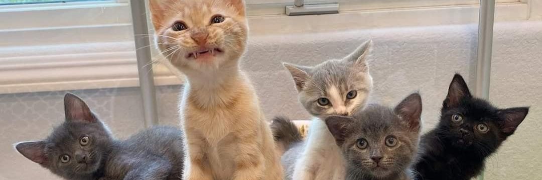 Christians should be feeding the hungry migrants, banner