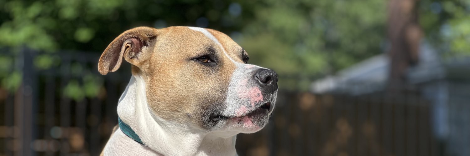 Professor Nutbutter banner