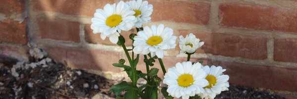 brianabonfiglio Profile Banner