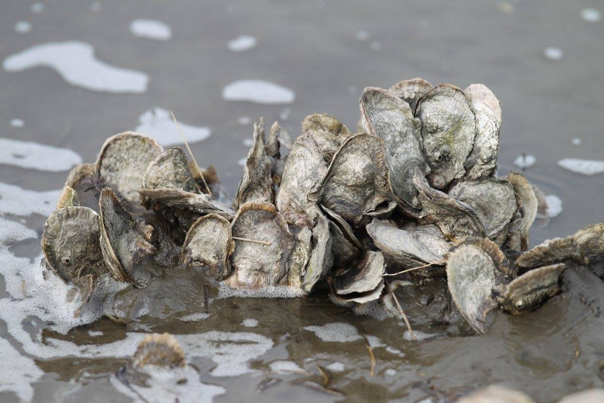 Plaquemines Parish banner