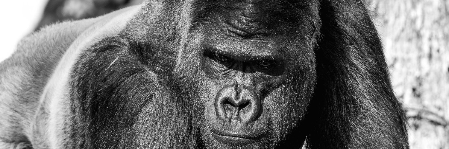 RGPHOTO2's profile banner image