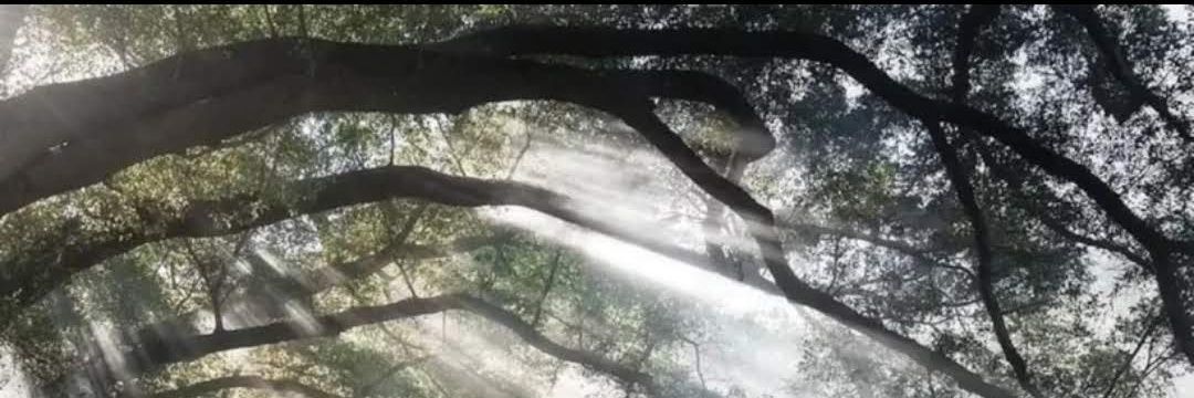 Naushad K. Cherrayil banner