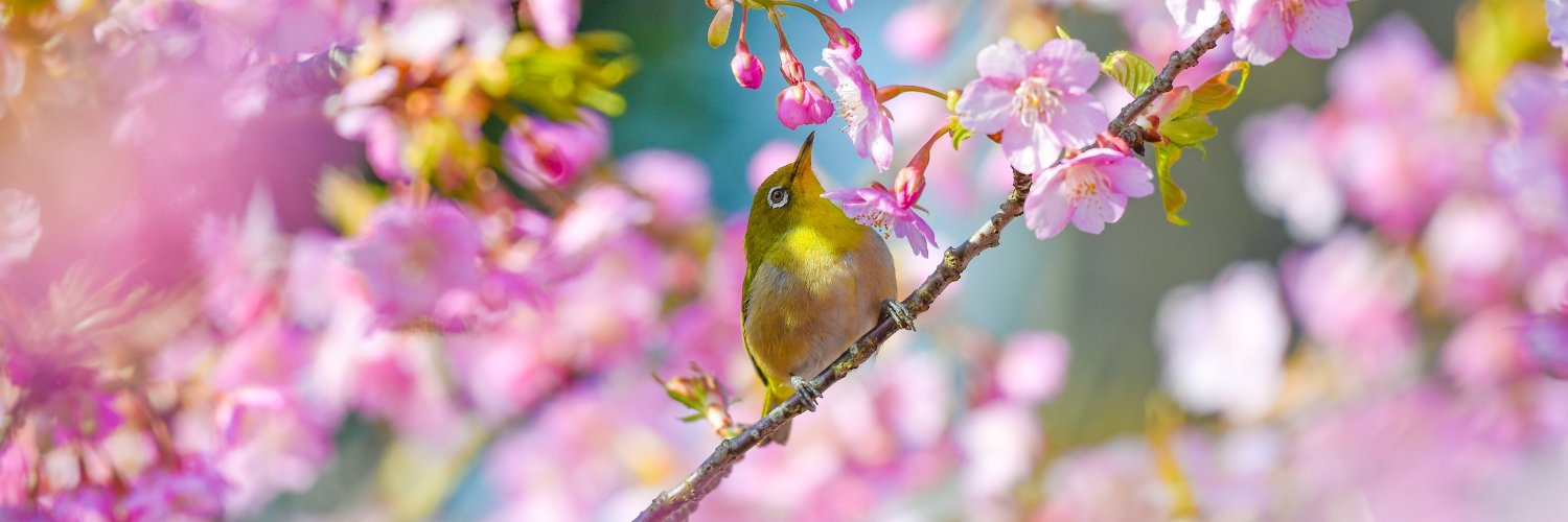 JapanEmb_Spain banner