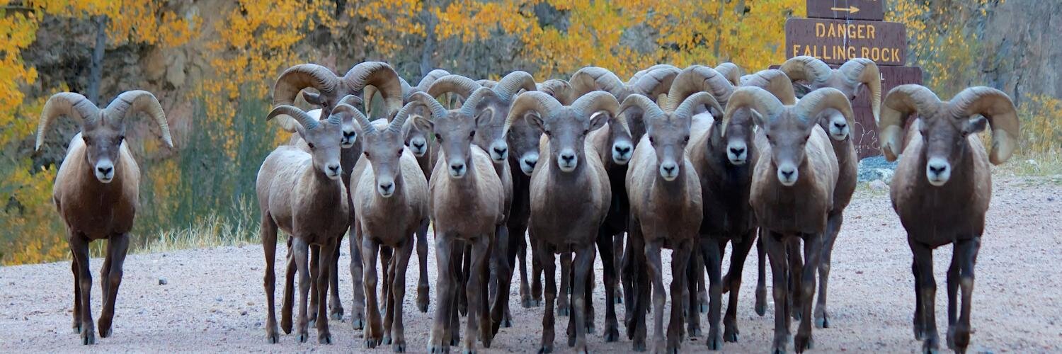 Colorado Wildlife Photography banner