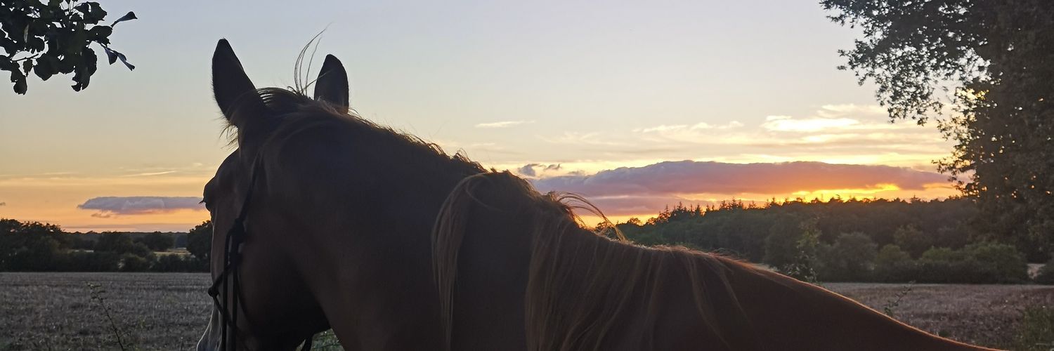 Heloise_Sauve's profile banner image