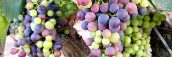 Cris Carmenere banner