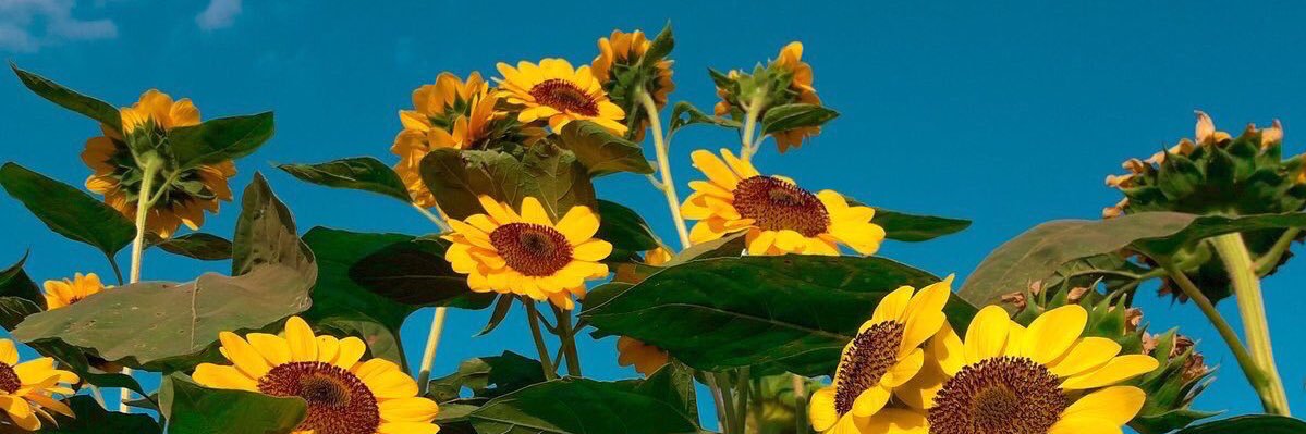 BeckyMayled's profile banner image