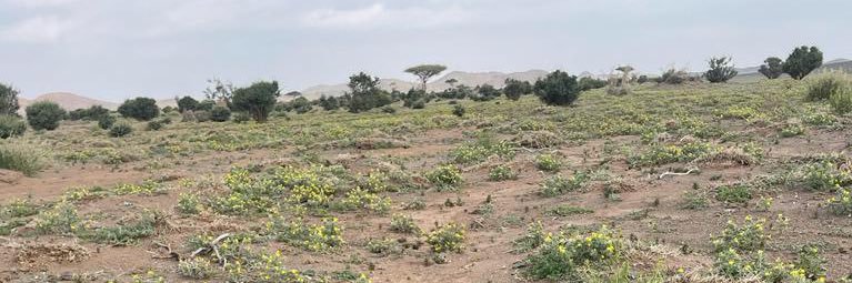 منصور بن مِروي banner