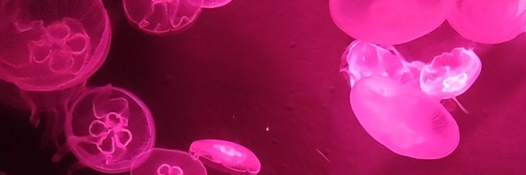 FeelsLikeSummer banner