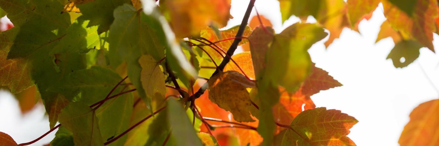 amassingale8's profile banner image