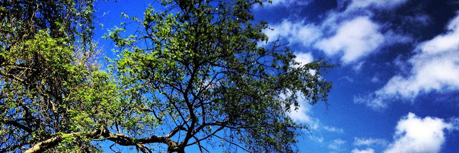 Ellie Hunzinger banner