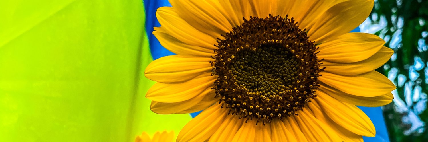 Hedy_Bees's profile banner image