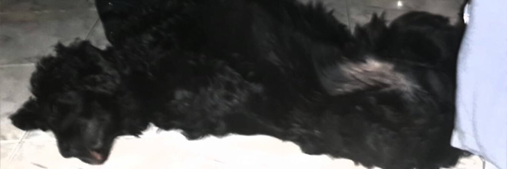 MaruOlav's profile banner image