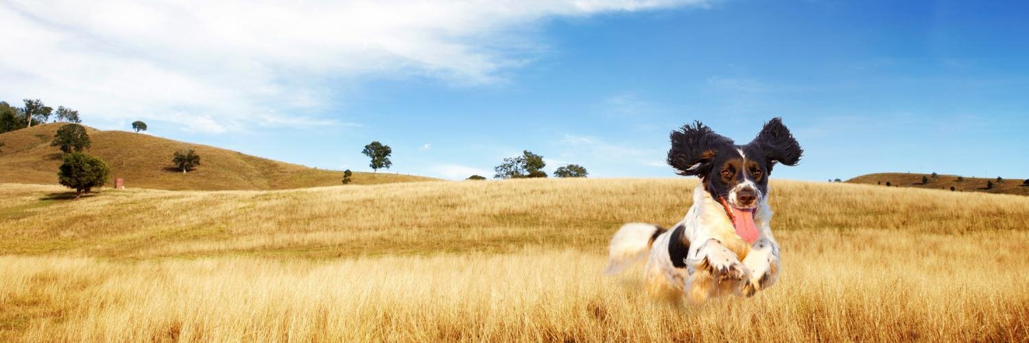VetIQpets's profile banner image